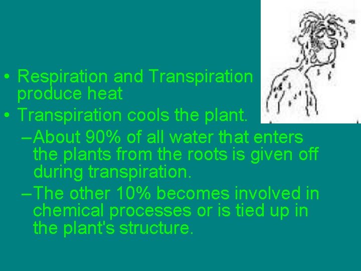  • Respiration and Transpiration produce heat • Transpiration cools the plant. – About