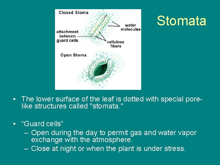 Stomata • The lower surface of the leaf is dotted with special porelike structures
