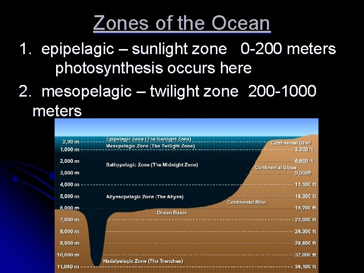 Zones of the Ocean 1. epipelagic – sunlight zone 0 -200 meters photosynthesis occurs