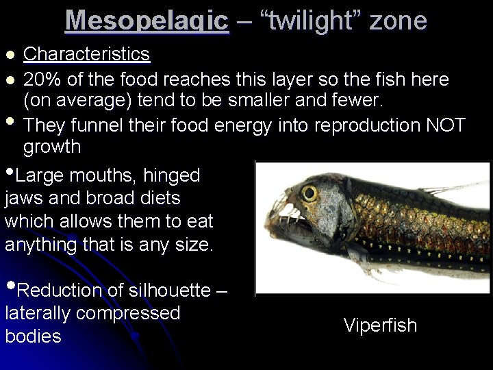 Mesopelagic – “twilight” zone Characteristics l 20% of the food reaches this layer so