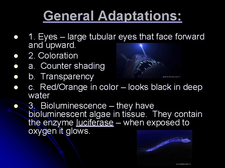 General Adaptations: l l l 1. Eyes – large tubular eyes that face forward