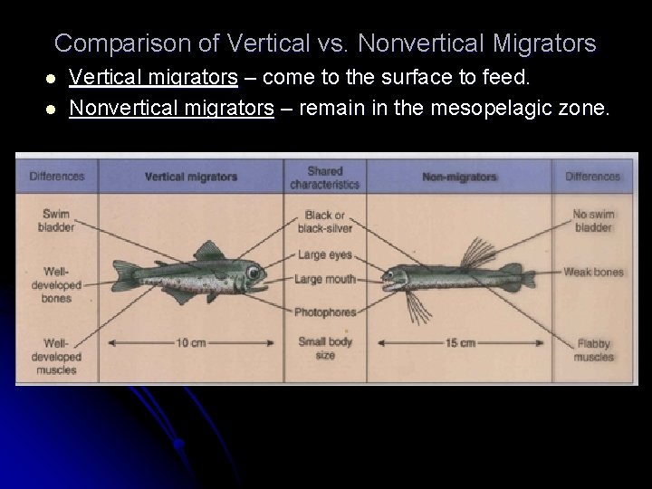 Comparison of Vertical vs. Nonvertical Migrators l l Vertical migrators – come to the