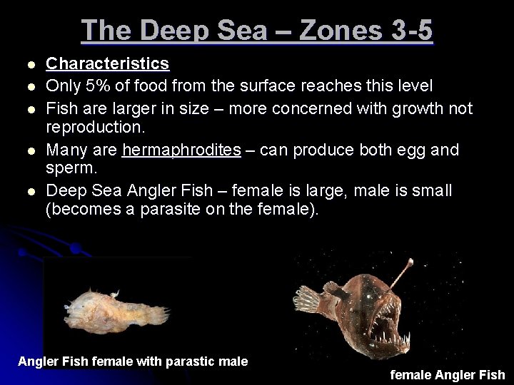 The Deep Sea – Zones 3 -5 l l l Characteristics Only 5% of