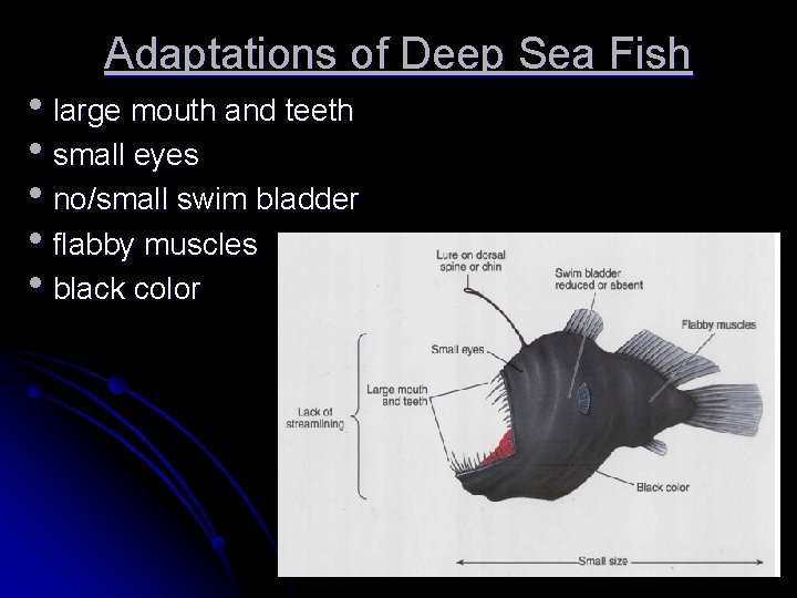 Adaptations of Deep Sea Fish • large mouth and teeth • small eyes •