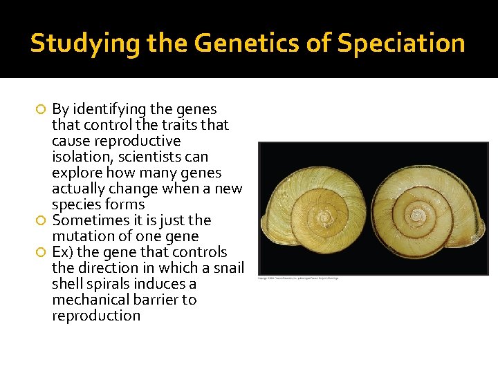 Studying the Genetics of Speciation By identifying the genes that control the traits that
