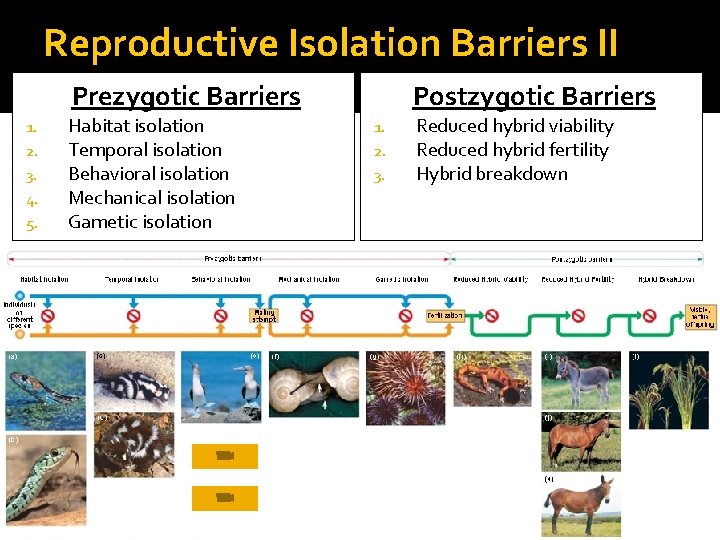Reproductive Isolation Barriers II Prezygotic Barriers 1. 2. 3. 4. 5. Habitat isolation Temporal