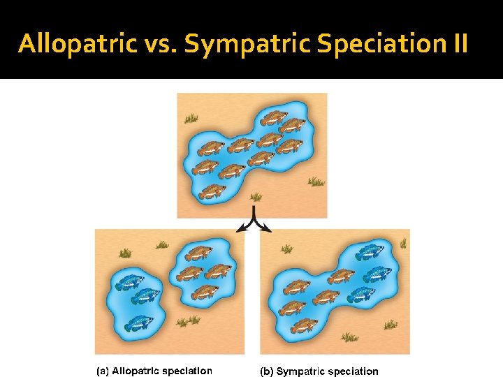 Allopatric vs. Sympatric Speciation II 