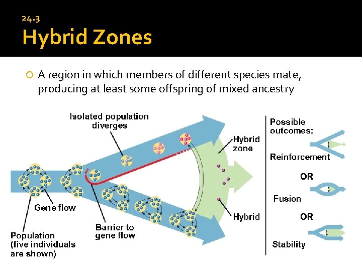 24. 3 Hybrid Zones A region in which members of different species mate, producing