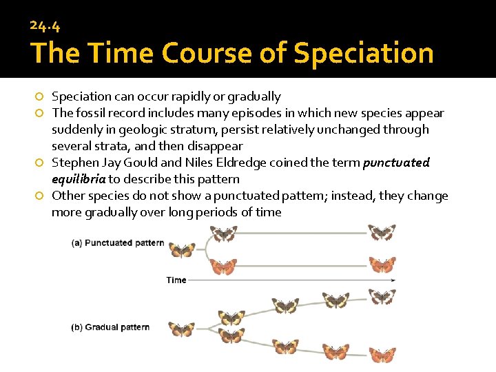 24. 4 The Time Course of Speciation can occur rapidly or gradually The fossil