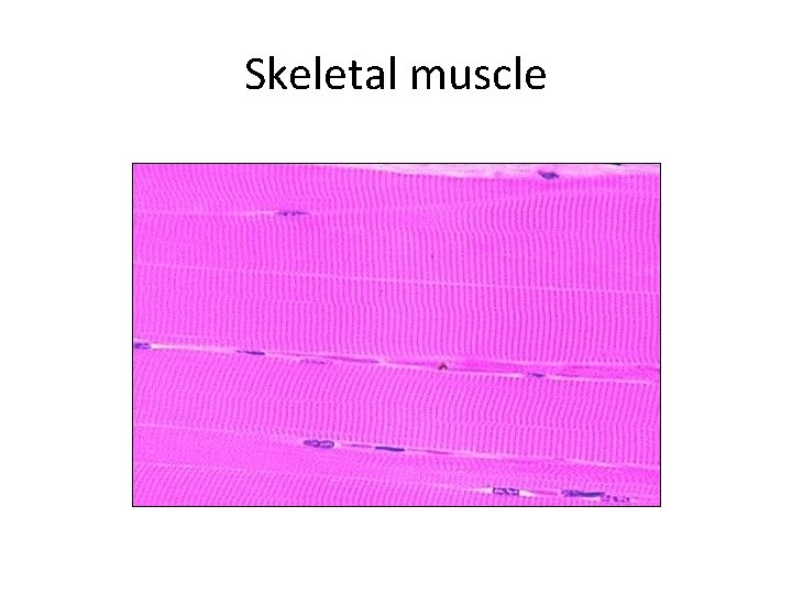 Skeletal muscle 