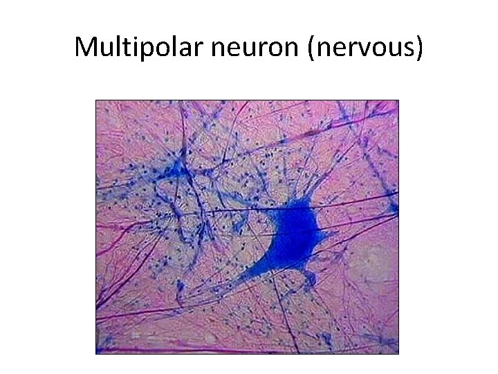 Multipolar neuron (nervous) 