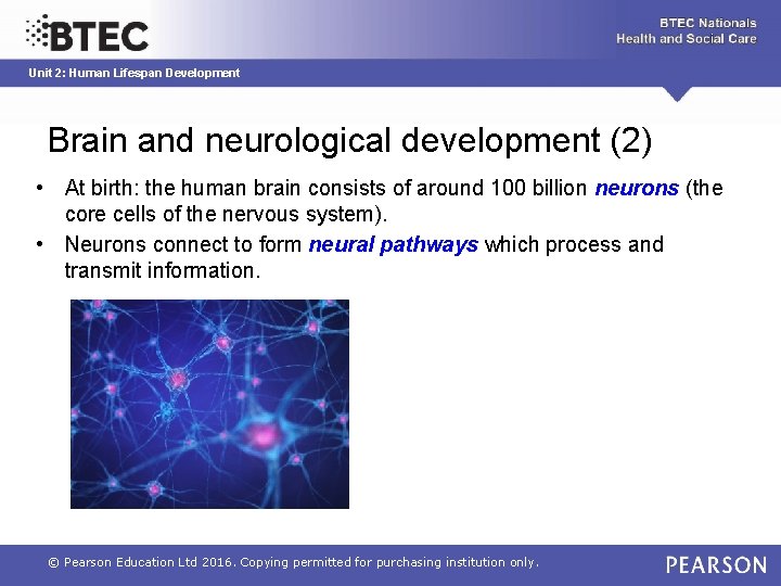 Unit 2: Human Lifespan Development Brain and neurological development (2) • At birth: the