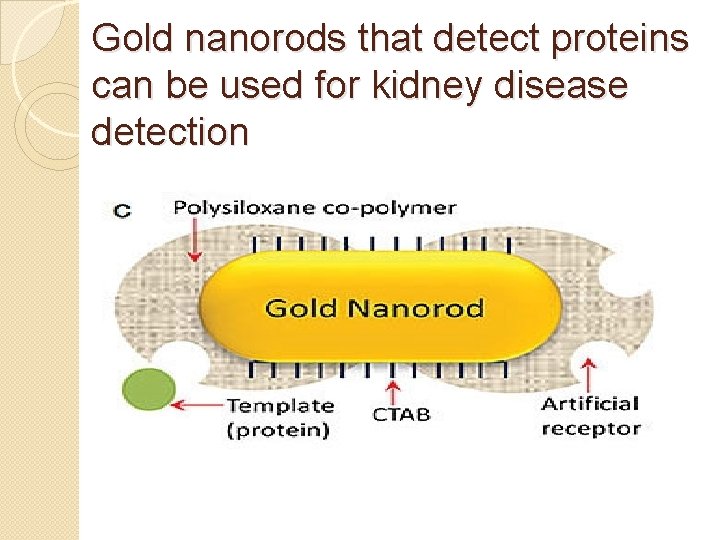 Gold nanorods that detect proteins can be used for kidney disease detection 