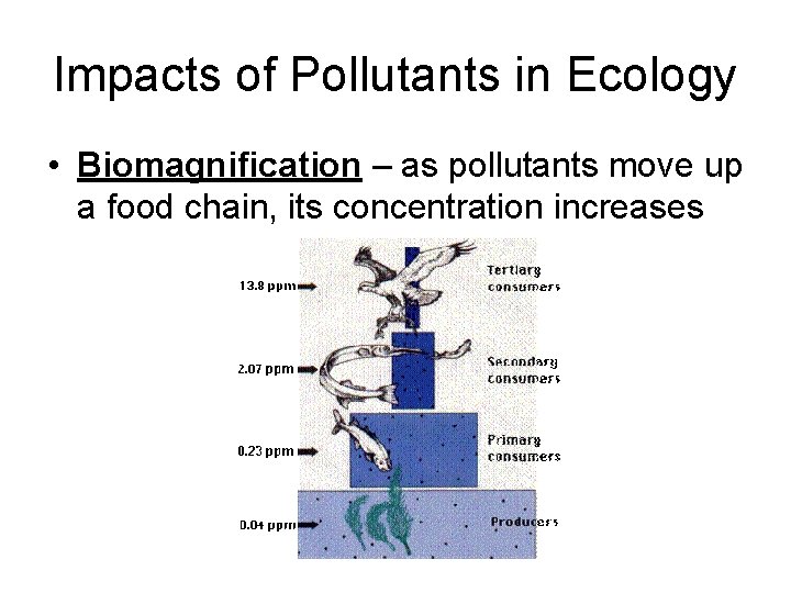 Impacts of Pollutants in Ecology • Biomagnification – as pollutants move up a food