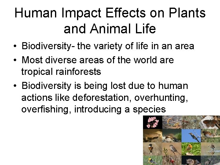 Human Impact Effects on Plants and Animal Life • Biodiversity- the variety of life