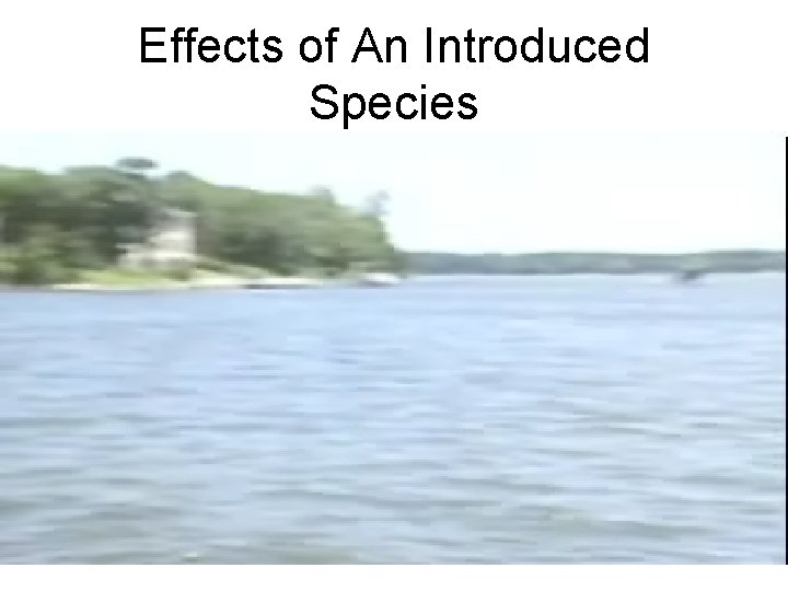 Effects of An Introduced Species 