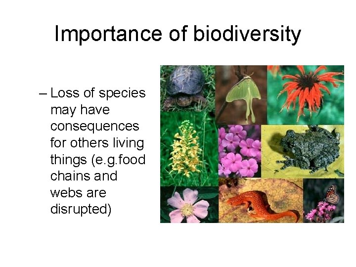 Importance of biodiversity – Loss of species may have consequences for others living things