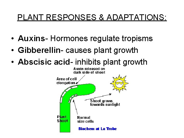 PLANT RESPONSES & ADAPTATIONS: • Auxins- Hormones regulate tropisms • Gibberellin- causes plant growth