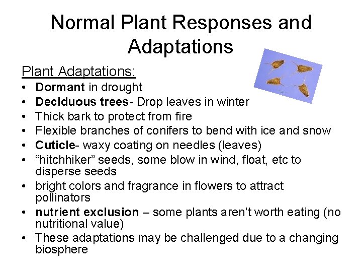 Normal Plant Responses and Adaptations Plant Adaptations: • • • Dormant in drought Deciduous