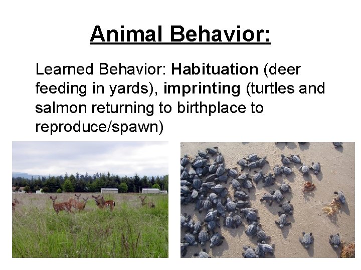 Animal Behavior: Learned Behavior: Habituation (deer feeding in yards), imprinting (turtles and salmon returning