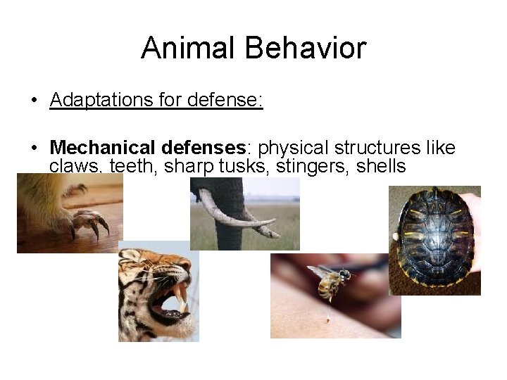 Animal Behavior • Adaptations for defense: • Mechanical defenses: physical structures like claws, teeth,