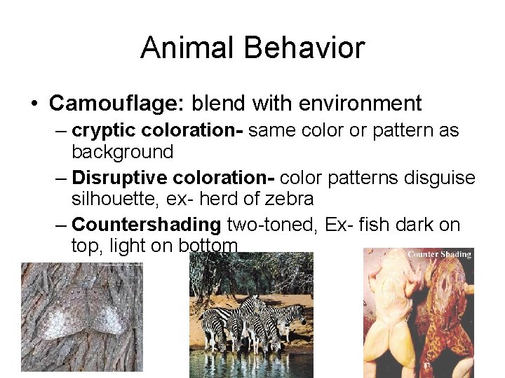 Animal Behavior • Camouflage: blend with environment – cryptic coloration- same color or pattern