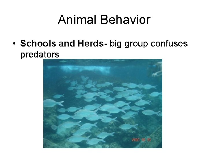 Animal Behavior • Schools and Herds- big group confuses predators 