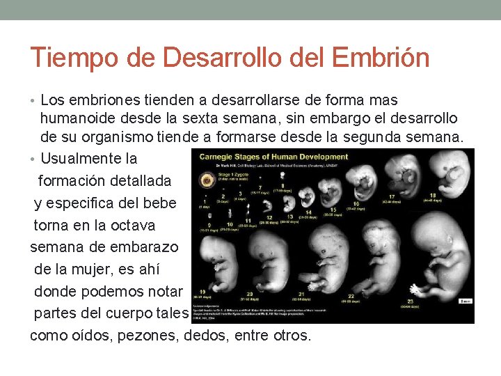 Tiempo de Desarrollo del Embrión • Los embriones tienden a desarrollarse de forma mas