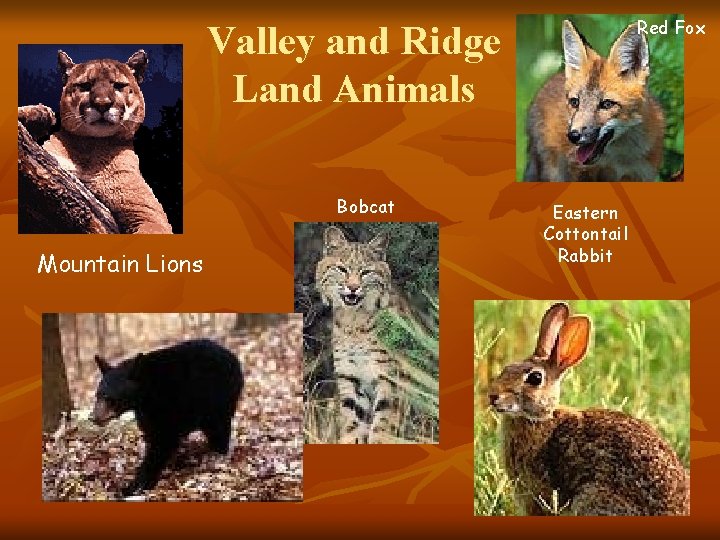 Red Fox Valley and Ridge Land Animals Bobcat Mountain Lions Eastern Cottontail Rabbit 