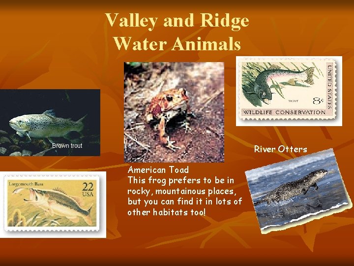 Valley and Ridge Water Animals River Otters Brown trout American Toad This frog prefers