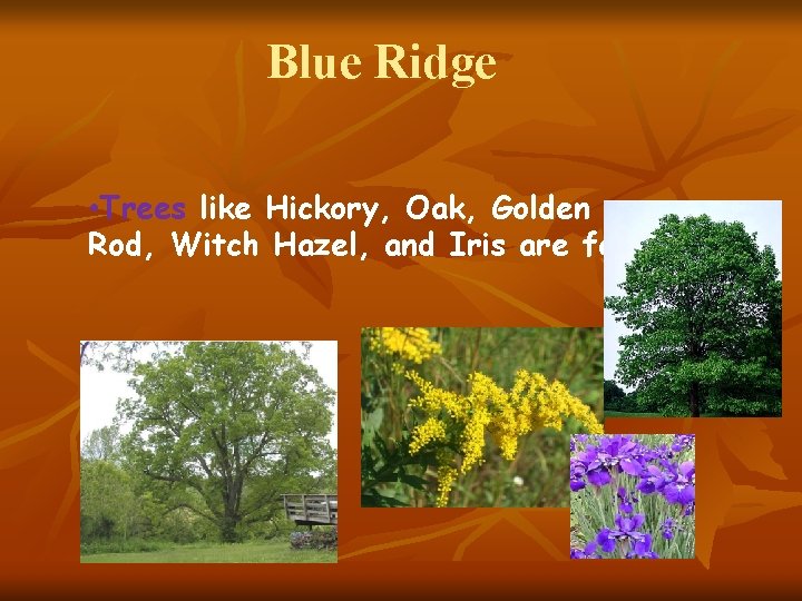 Blue Ridge • Trees like Hickory, Oak, Golden Rod, Witch Hazel, and Iris are