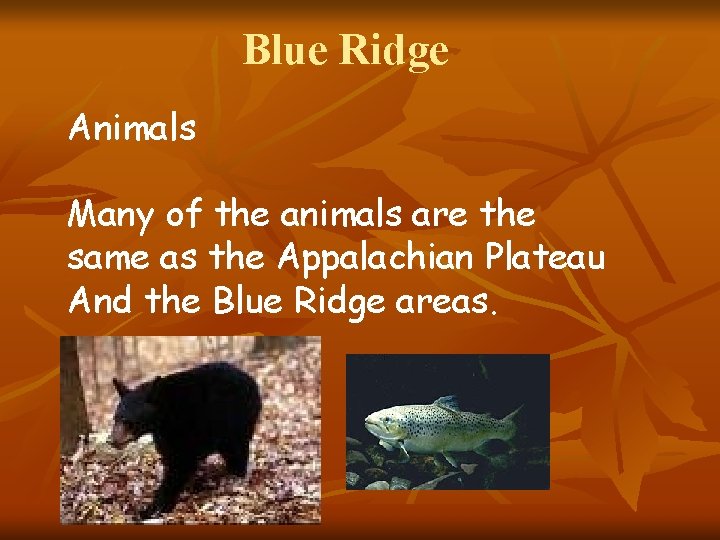 Blue Ridge Animals Many of the animals are the same as the Appalachian Plateau