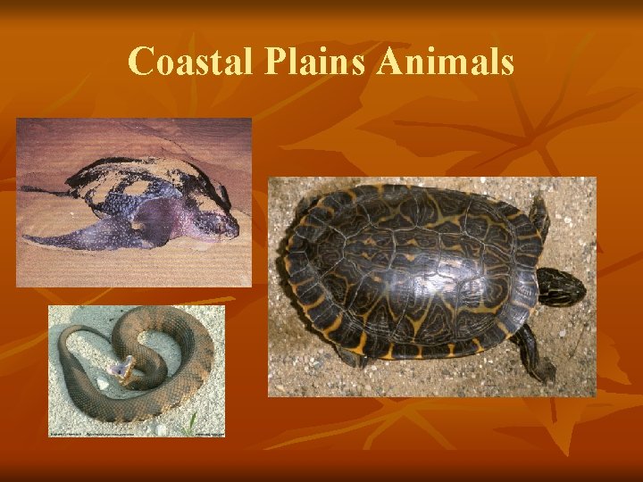 Coastal Plains Animals 