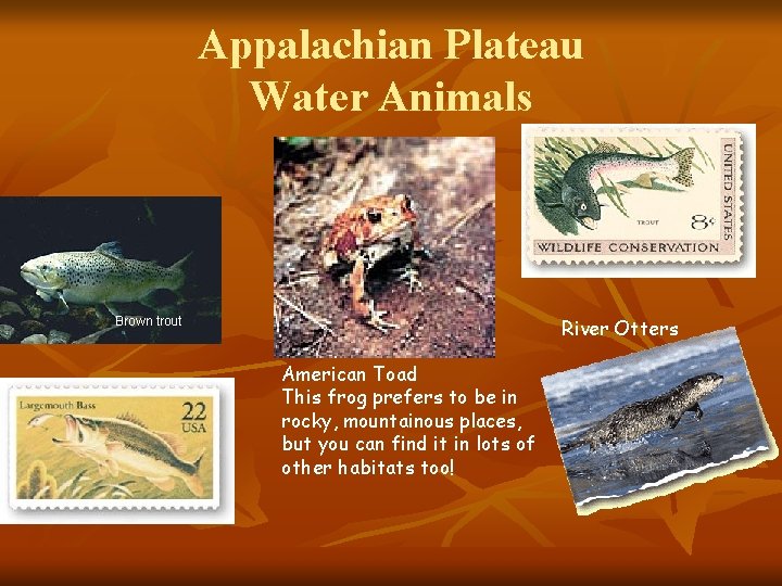 Appalachian Plateau Water Animals River Otters Brown trout American Toad This frog prefers to