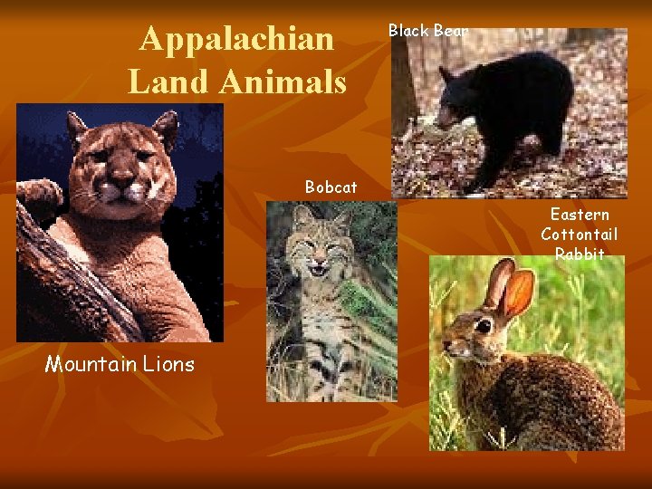 Appalachian Land Animals Black Bear Bobcat Eastern Cottontail Rabbit Mountain Lions 