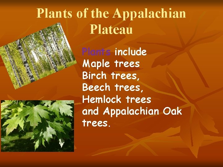 Plants of the Appalachian Plateau Plants include Maple trees Birch trees, Beech trees, Hemlock