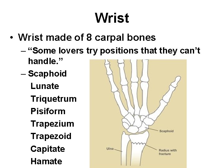 Wrist • Wrist made of 8 carpal bones – “Some lovers try positions that