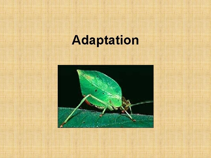 Adaptation 