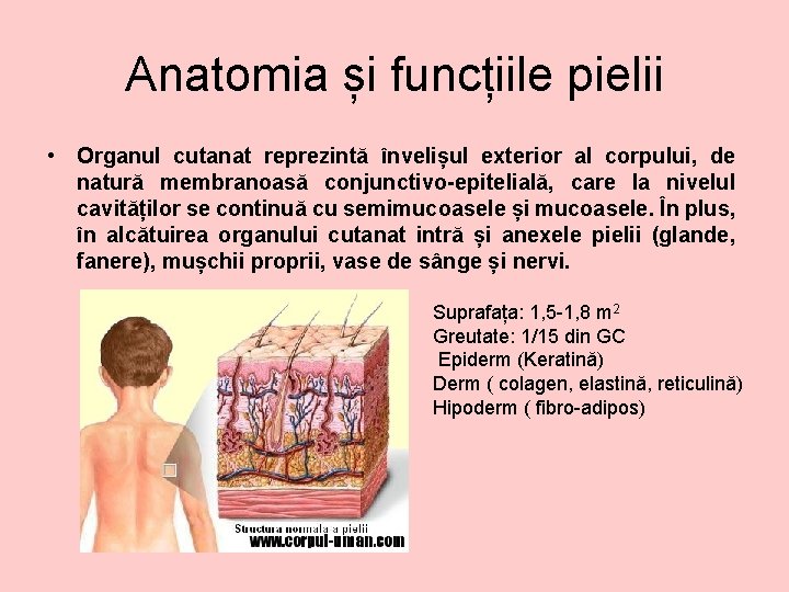 Anatomia și funcțiile pielii • Organul cutanat reprezintă învelișul exterior al corpului, de natură