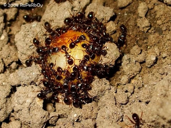 JURNALUL DE VIŞINEŞTI SUPLIMENT la Nr 1 din octombrie 2015 Adevărul este ca zahărul,