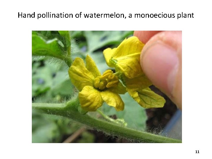 Hand pollination of watermelon, a monoecious plant 11 