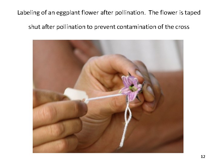 Labeling of an eggplant flower after pollination. The flower is taped shut after pollination