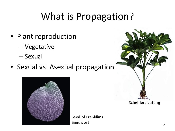 What is Propagation? • Plant reproduction – Vegetative – Sexual • Sexual vs. Asexual