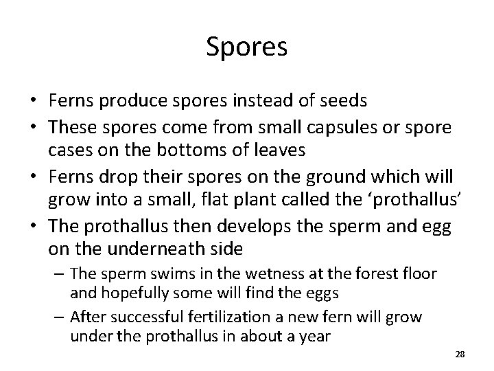 Spores • Ferns produce spores instead of seeds • These spores come from small