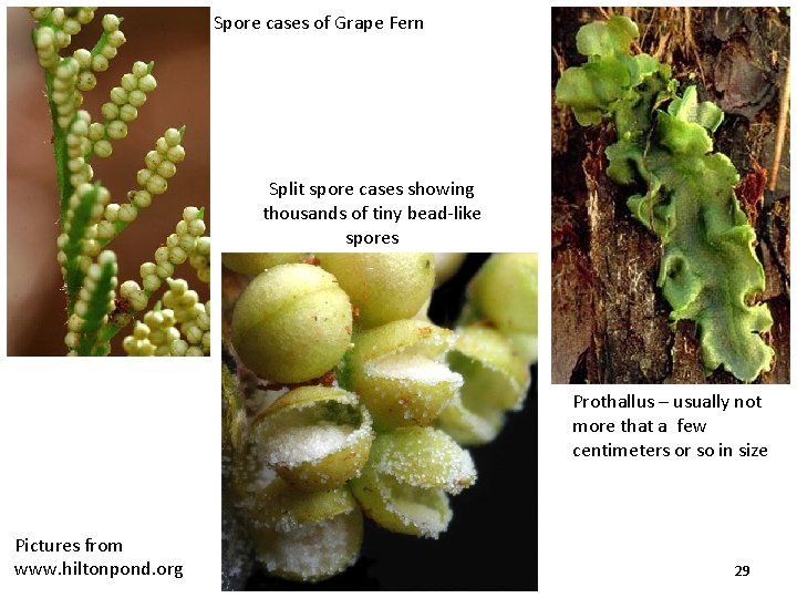 Spore cases of Grape Fern Split spore cases showing thousands of tiny bead-like spores