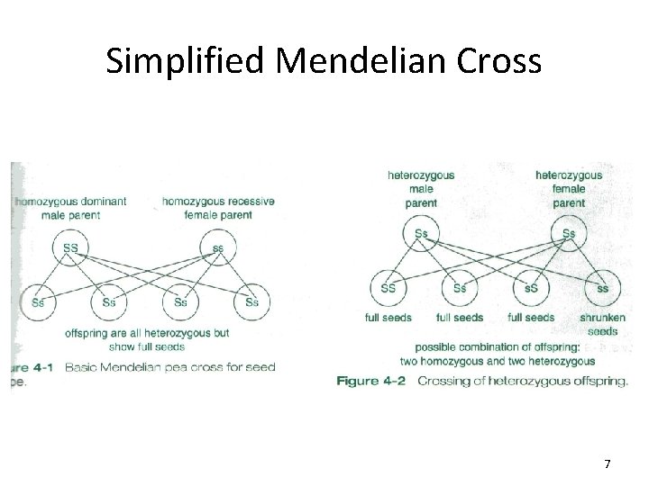 Simplified Mendelian Cross 7 