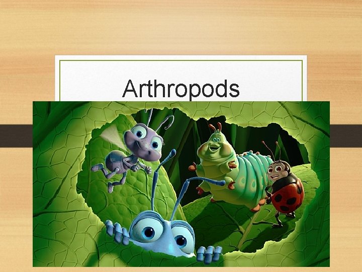 Arthropods General Characteristics (Day 1) 