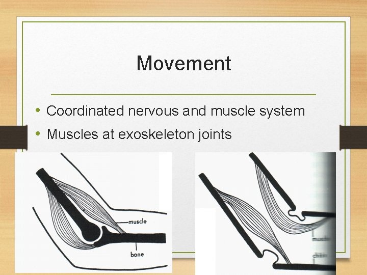 Movement • Coordinated nervous and muscle system • Muscles at exoskeleton joints 