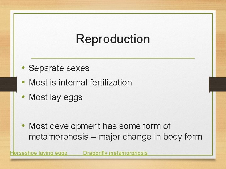 Reproduction • Separate sexes • Most is internal fertilization • Most lay eggs •