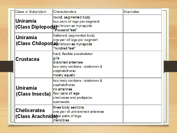 Uniramia (Class Diplopoda) Uniramia (Class Chilopoda) Crustacea Uniramia (Class Insecta) Cheliceratea (Class Arachnida) 